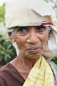 Sri Lanka, center province, Dalhousie, Tamil woman picking tea leaves in a tea plantation
