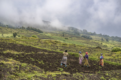 Rwanda, Province du Nord, District de Musanze (Ruhengeri), culture des champs sur les pentes volcaniques du mont Karisimbi dans les montagnes des Virunga en bordure du Parc national des Volcans (en arrière plan) où vivent les gorilles