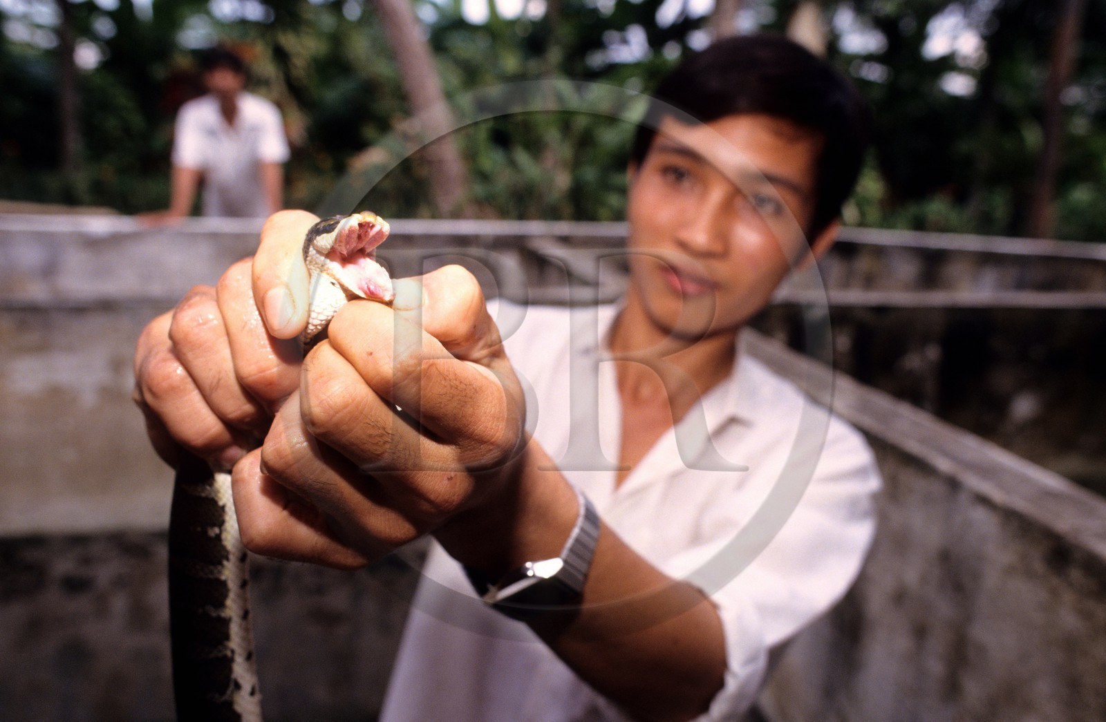 Vietnam, My Tho, the snakes farm