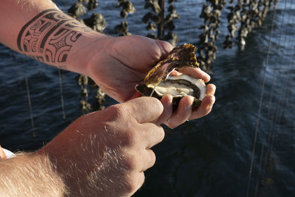 France, Herault, Etang de Thau, Meze, shellfish producers Quentin and Emmeline