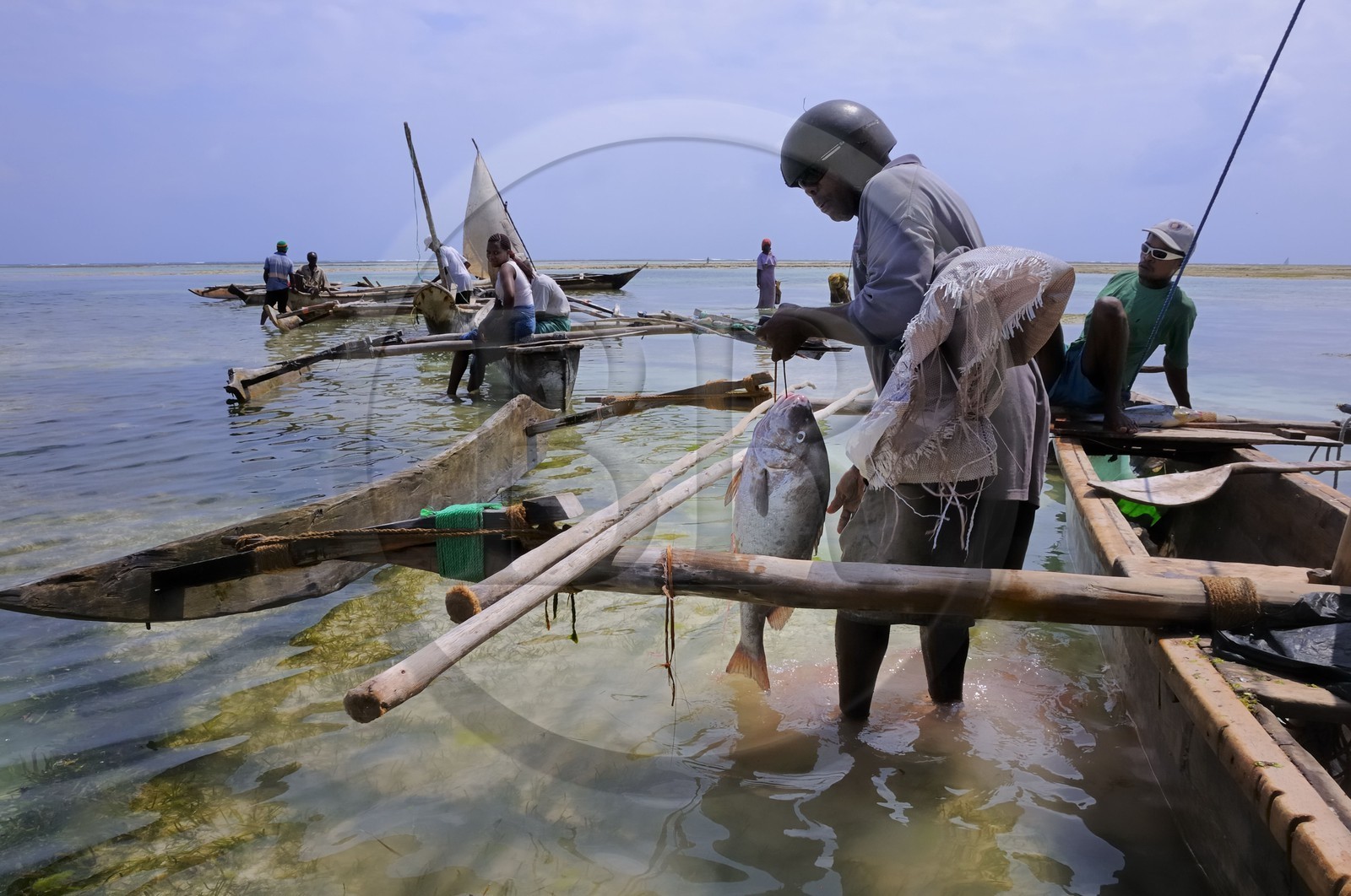 Tanzanie, archipel de Zanzibar, île de Unguja (Zanzibar), côte Sud-Est, Bwejuu, retour de pêche de dhow (boutre traditionnel) sur la plage