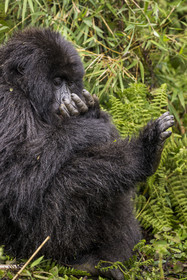Rwanda, Province du Nord, Parc National des Volcans dans la chaine des Monts Virunga, mont Karisimbi, gorille des montagnes (Gorilla beringei beringei) du groupe Susa