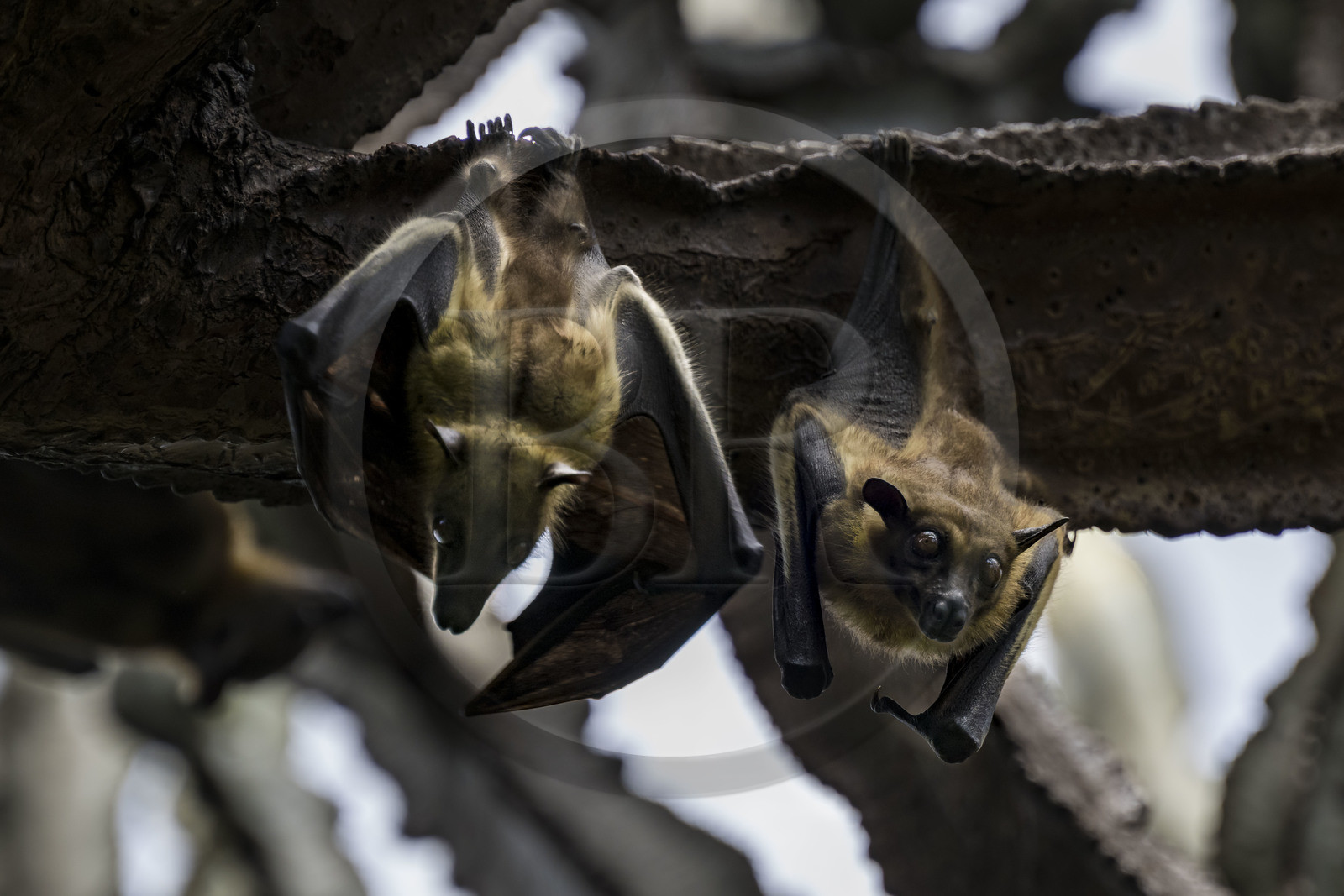 Rwanda, Province de l’Ouest, Karongi (anciennement nommée Kibuye), lac Kivu, Ile Napoléon ou Tembabagoyi, Roussette paillée africaine ou Roussette des palmiers africaine ou Roussette jaune (Eidolon helvum) dans un Euphorbe candélabre