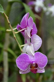 Sri Lanka, province du centre, Kandy, jardin botanique de Peradeniya, serre aux orchidées (Orchidaceae)