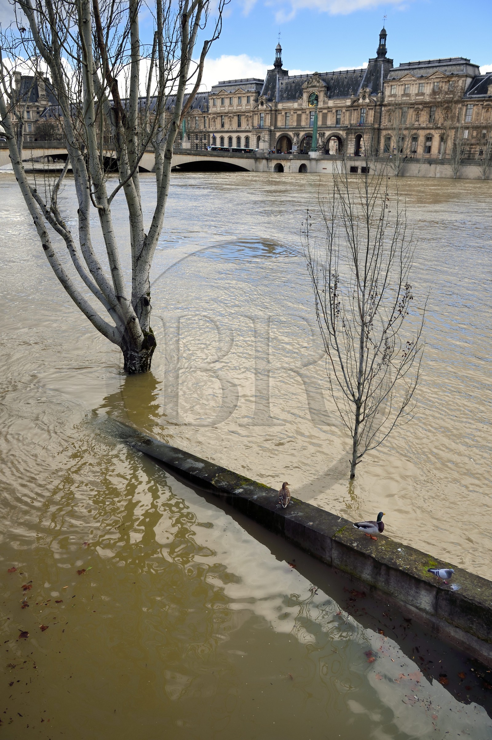 France, Paris (75), les rives de la Seine, classées Patrimoine Mondial de l'UNESCO, la crue de la Seine de janvier 2018, quai Malaquais, en arrière plan le pont du Carrousel et le Louvre