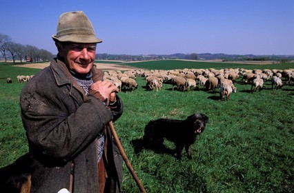 France, Bas-Rhin (67), Ingolsheim, un des derniers bergers restants avec son troupeau