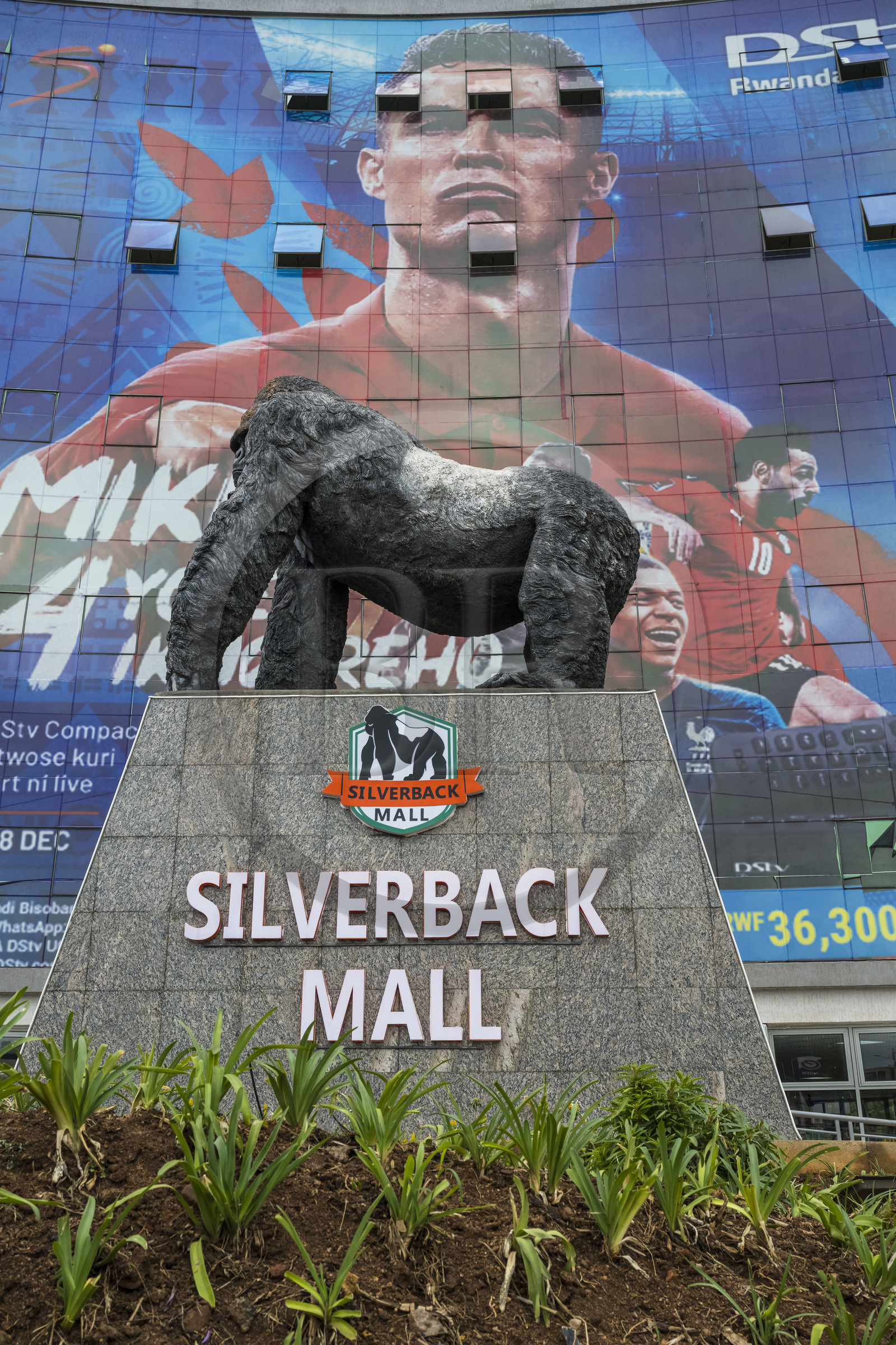Rwanda, Kigali, le centre commercial Silverback mall avec une publicité géante pour la coupe du monde de football et une statue d'un gorille de montagne (Gorilla beringei beringei) silverback à dos d'argent