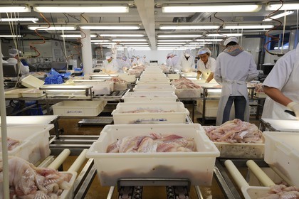 Norvège, Nordland, iles des Westeralen, village de Myre, usine de transformation du cabillaud skrei en filet