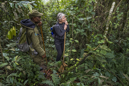 Rwanda, Province de l’Ouest, Gisakura, Parc national de Nyungwe, le garde de African Parks Claver Mtoyinkima guidant des touristes sur la piste des Colobes de Ruwenzori (Colobus angolensis ruwenzorii) pendant un safari à pied dans la forêt tropicale humide naturelle