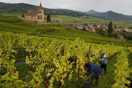 France, Haut-Rhin (68), Route des Vins d'Alsace, Hunawihr, labellisé Les Plus Beaux Villages de France, vendanges de Pinot Gris dans le Domaine Frederic Mallo et l'Eglise de Sainte-Hune en arrière plan