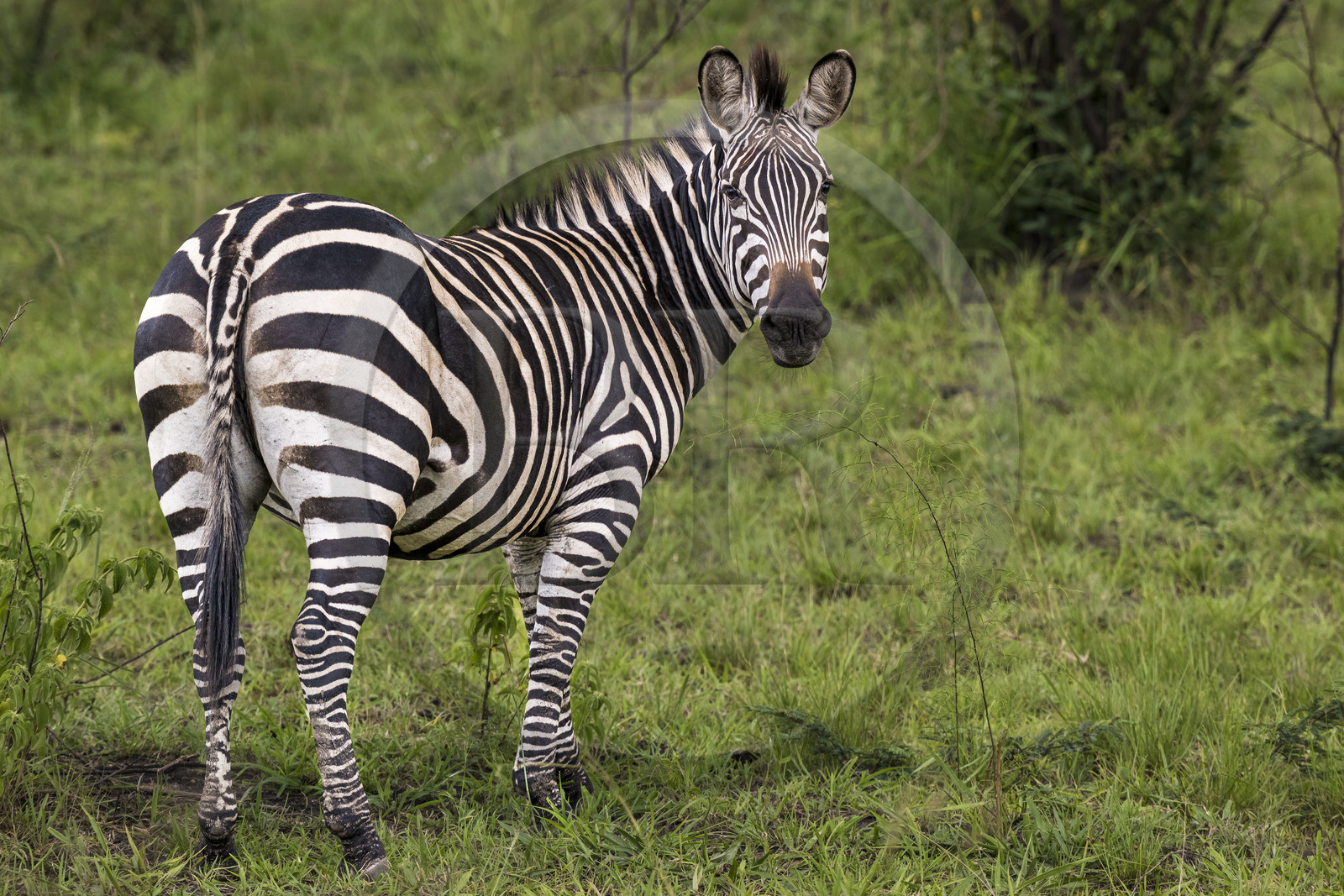 Rwanda, Parc national de l'Akagera, zèbre des plaines (Equus quagga)