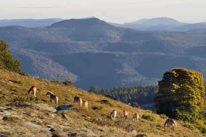 France, Haut Rhin, Wasserbourg, horses in the meadow in the Vosges massif on the Petit Ballon mountain, Haut-Koenigsbourg in the background