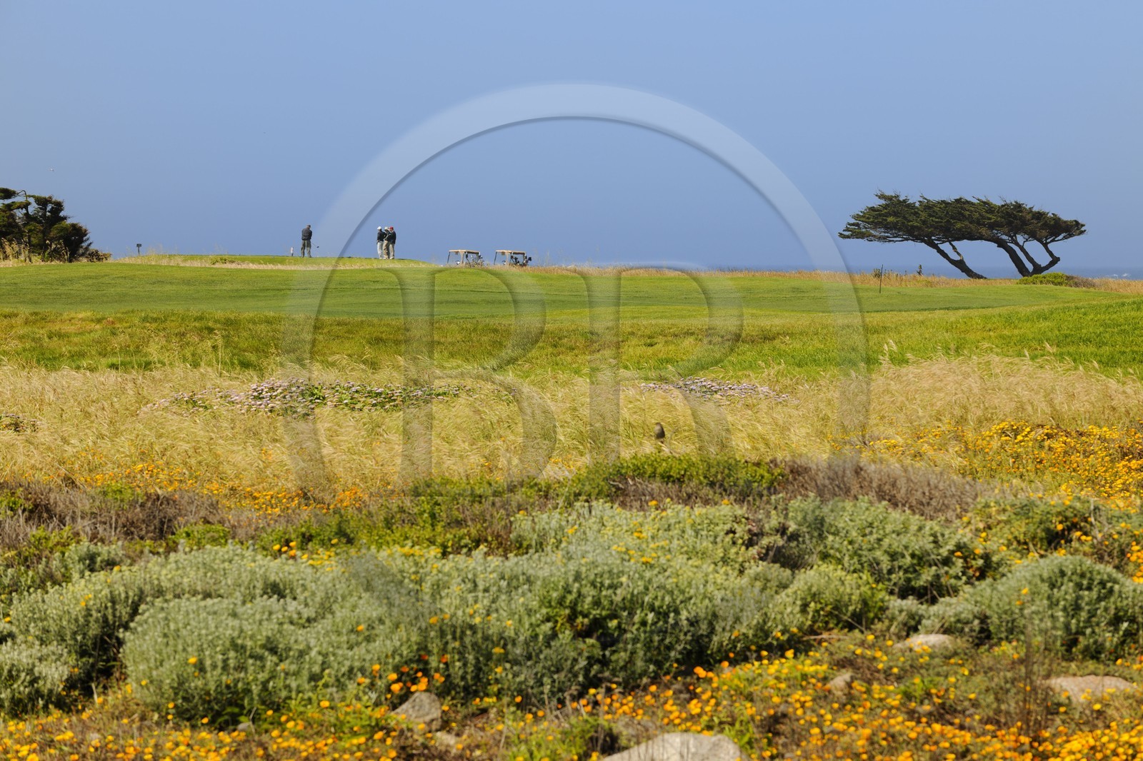 Etats-Unis, Californie, 17 mile drive, golf à Spanish Bay