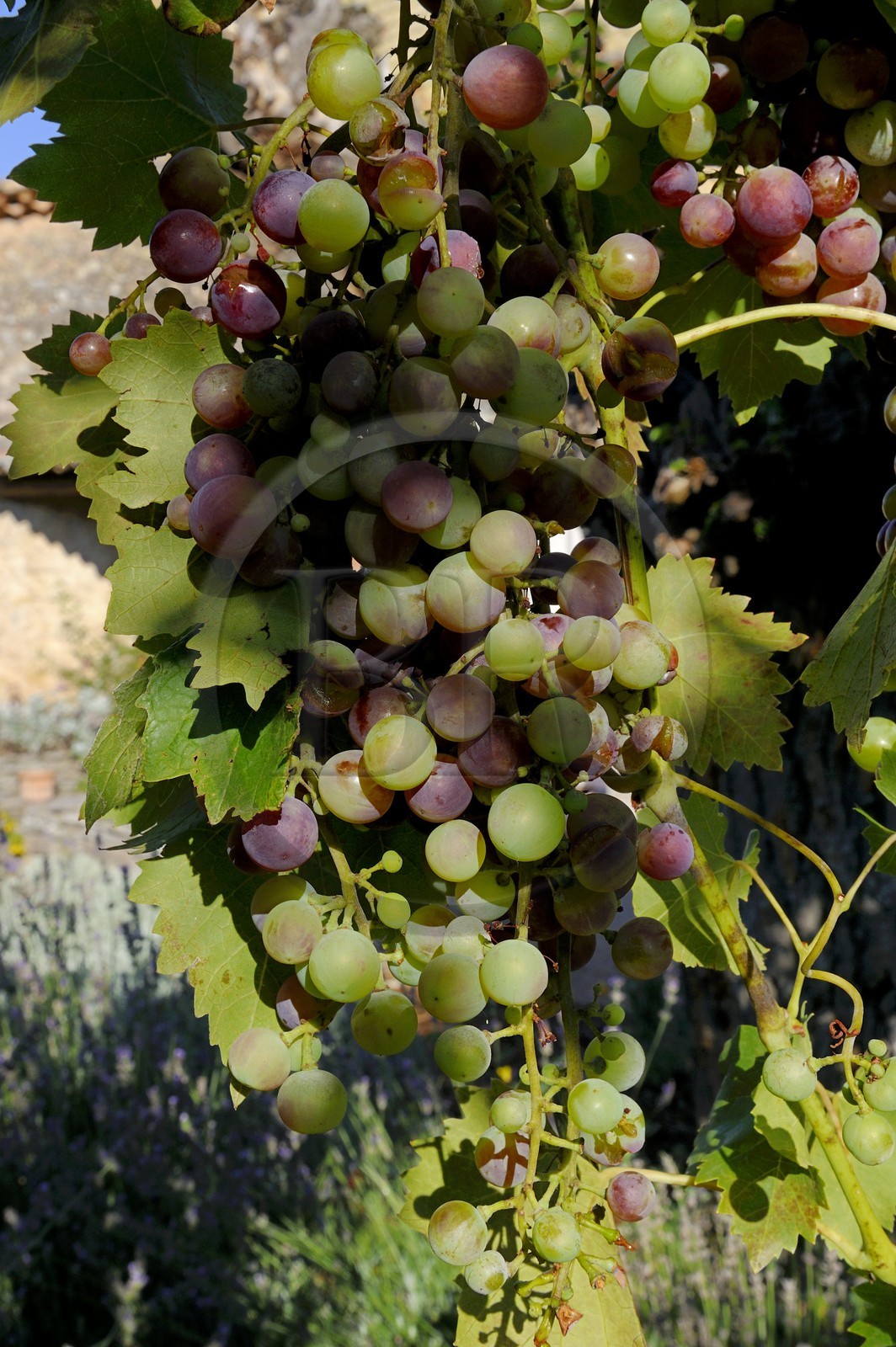 France, Var (83), Provence Verte, Bras, vers Saint-Maximin-la-Sainte-Baume, la maison d'hôtes Le Peyrourier, une campagne en Provence, grappe de raisin