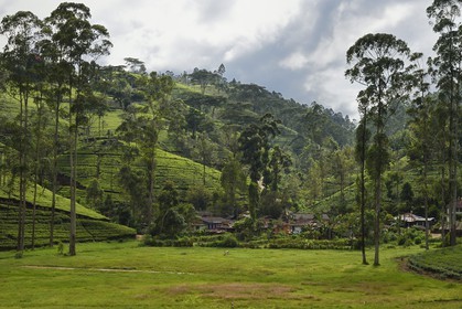 Sri Lanka, Province du Centre, trajet en train dans la région montagneuse de la culture du thé entre Hatton et Badulla, ici entre Rotagala et Talawakele