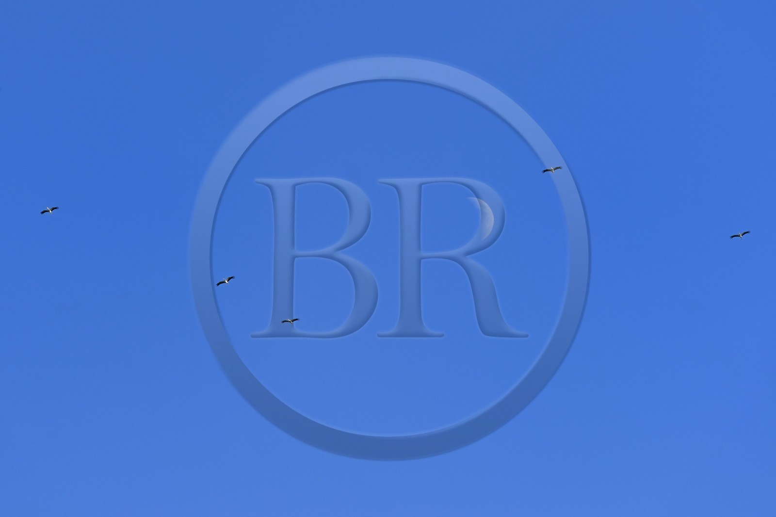 Espagne, Andalousie, province de Séville, Utrera, vol de cigognes sous la lune