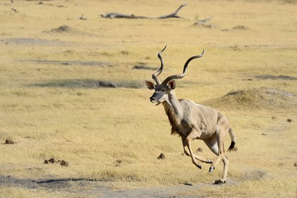Zimbabwe, Matabeleland North Province, Hwange National Park, greater kudu (Tragelaphus strepsiceros) running