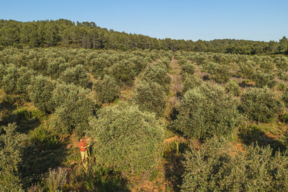 France, Var, La Londe les Maures, Philippe Carra manages the Domaine du Jasson and examine here his olive trees (aerial view)