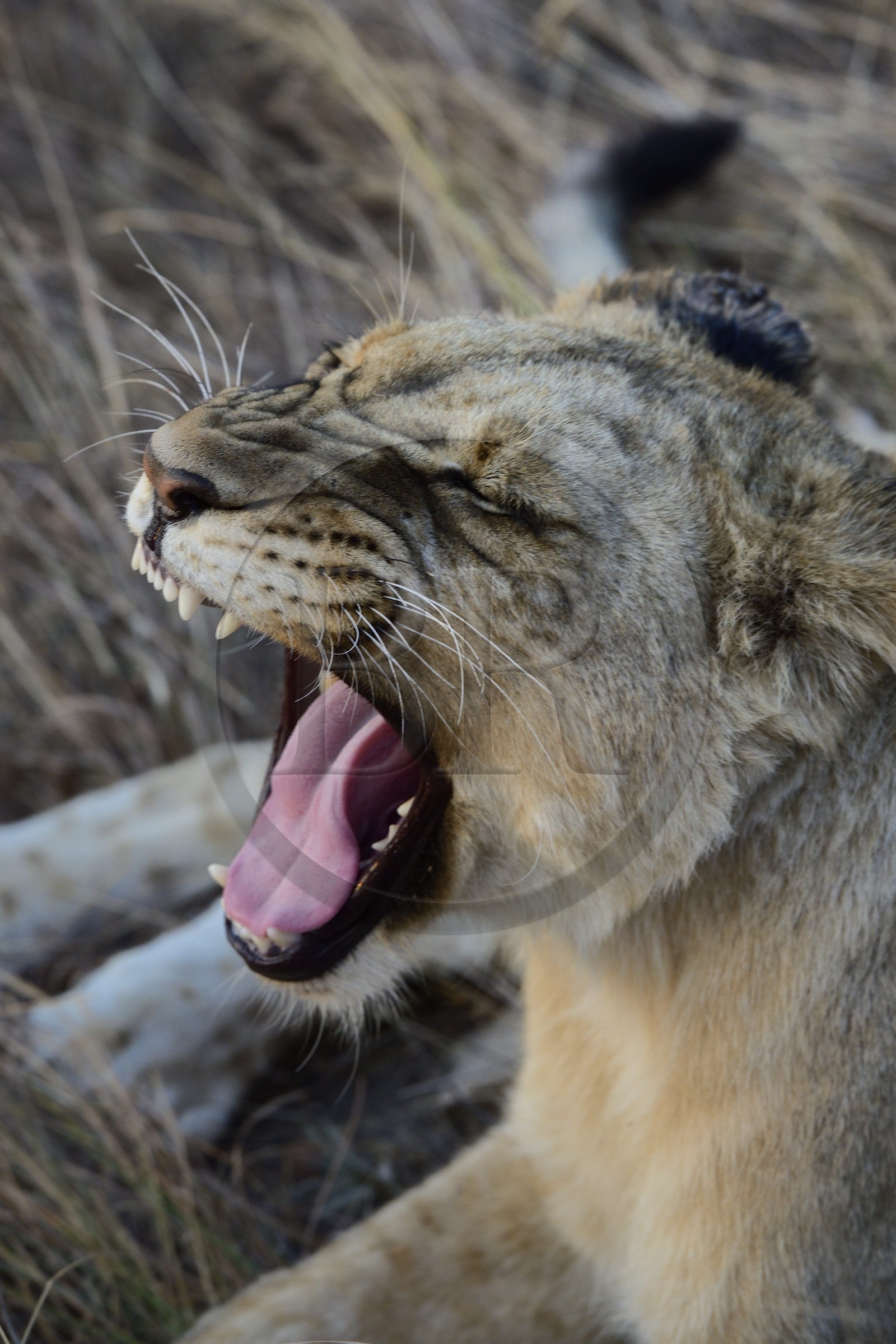 Zimbabwe, province des Midlands, Gweru, Antelope Park qui abrite ALERT (African Lion and Environmental Research Trust), jeune lionne (panthera leo)
