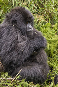 Rwanda, Province du Nord, Parc National des Volcans dans la chaine des Monts Virunga, mont Karisimbi, gorille des montagnes (Gorilla beringei beringei) du groupe Susa