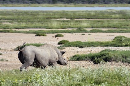 Namibie, région de Oshikoto, Parc National d'Etosha, rhinocéros noir (Diceros bicornis) aux deux cornes coupées pour lutter contre le braconnage