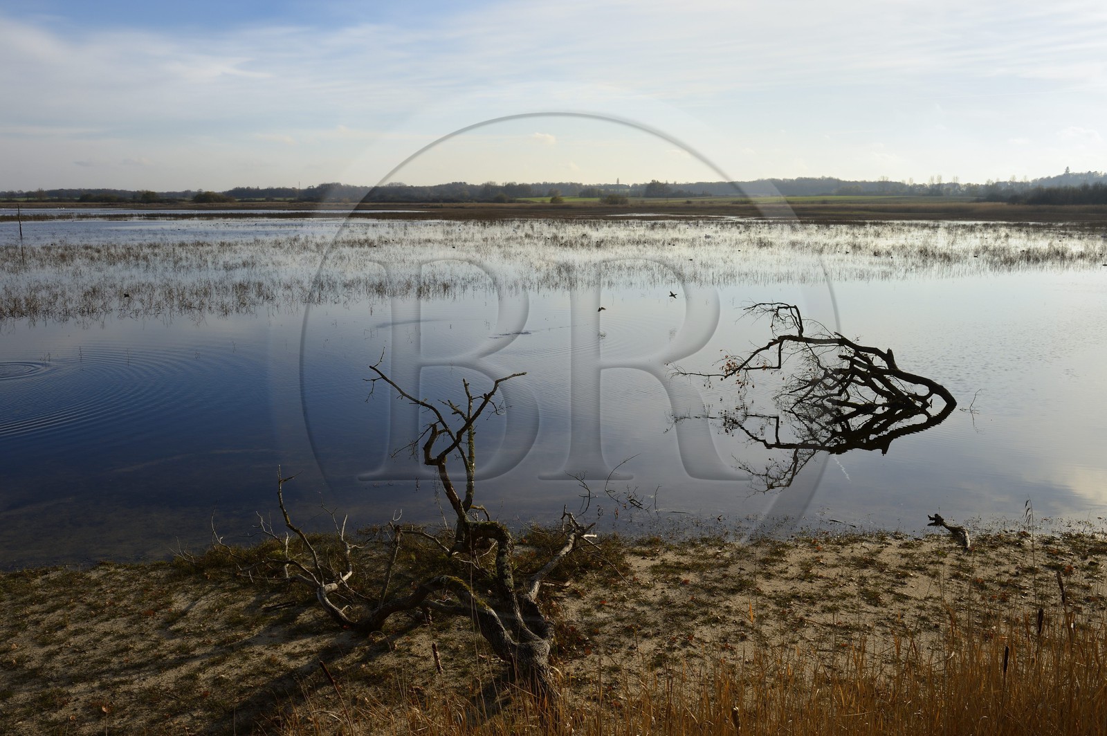 France, Indre, Berry, Parc Naturel Regional de la Brenne (Natural Regional Park of La Brenne), Purais pond