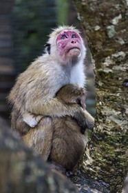 Sri Lanka, province du Centre-Nord, Polonnaruwa, Toque macaques (Macaca sinica), mère et son enfant