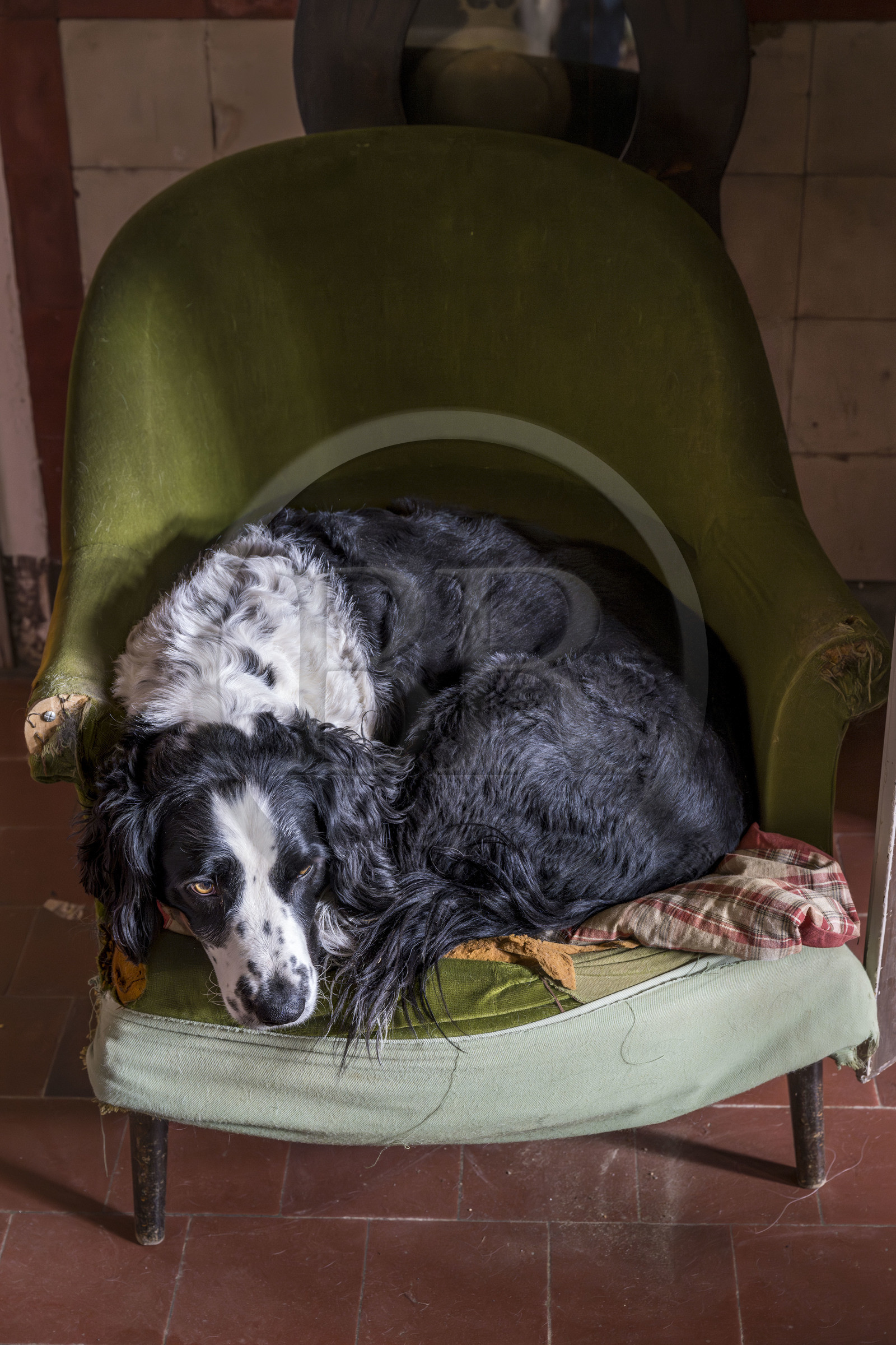 France, Vendée (85), Sèvremont, le chateau de la Flocellière, gite et chambre d'hotes, le chien de la maison un épagneul