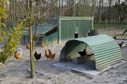 France, Marne, village of Saint-Amand-sur-Fion, breeding chicken outdoors