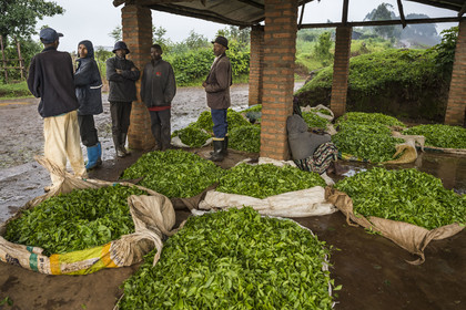 Rwanda, Province de l’Ouest, Gisuma, plantation de thé, abri pour les travailleurs et le thé de leur cueillette