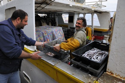 France, Herault, Sete, the fish auction market, fishery disembarkation
