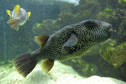 France, Paris, the Porte Doree Aquarium, white-spotted puffer and starry toaddfish