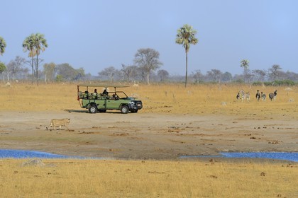 Zimbabwe, province de Matabeleland septentrional, parc national Hwange, touristes en 4x4 observant un lion (Panthera leo) et des Zèbres (equus burchelli)