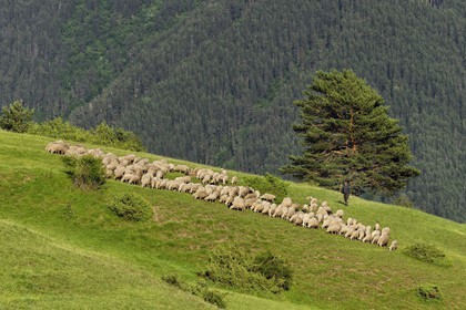 Georgia, Kakheti, Tusheti National Park, Omalo, shepherd and his flock of sheep