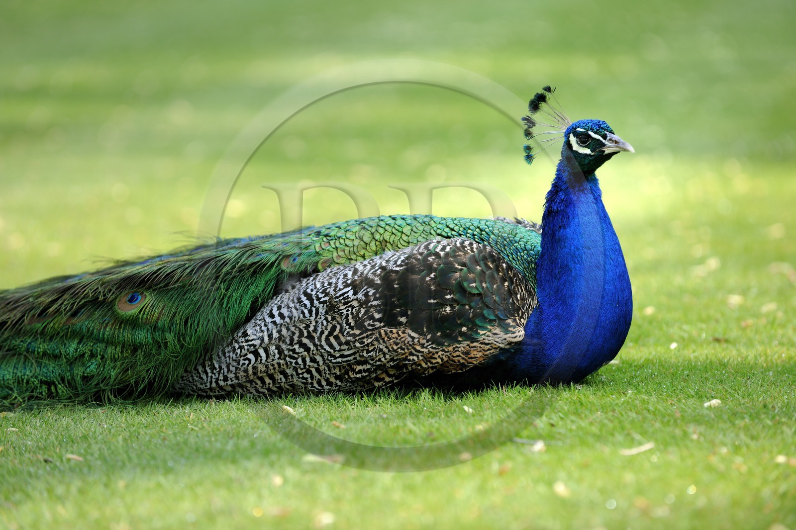 Royaume-Uni, Ecosse, région des Borders, vallée de la Tweed, château de Traquair House, un paon