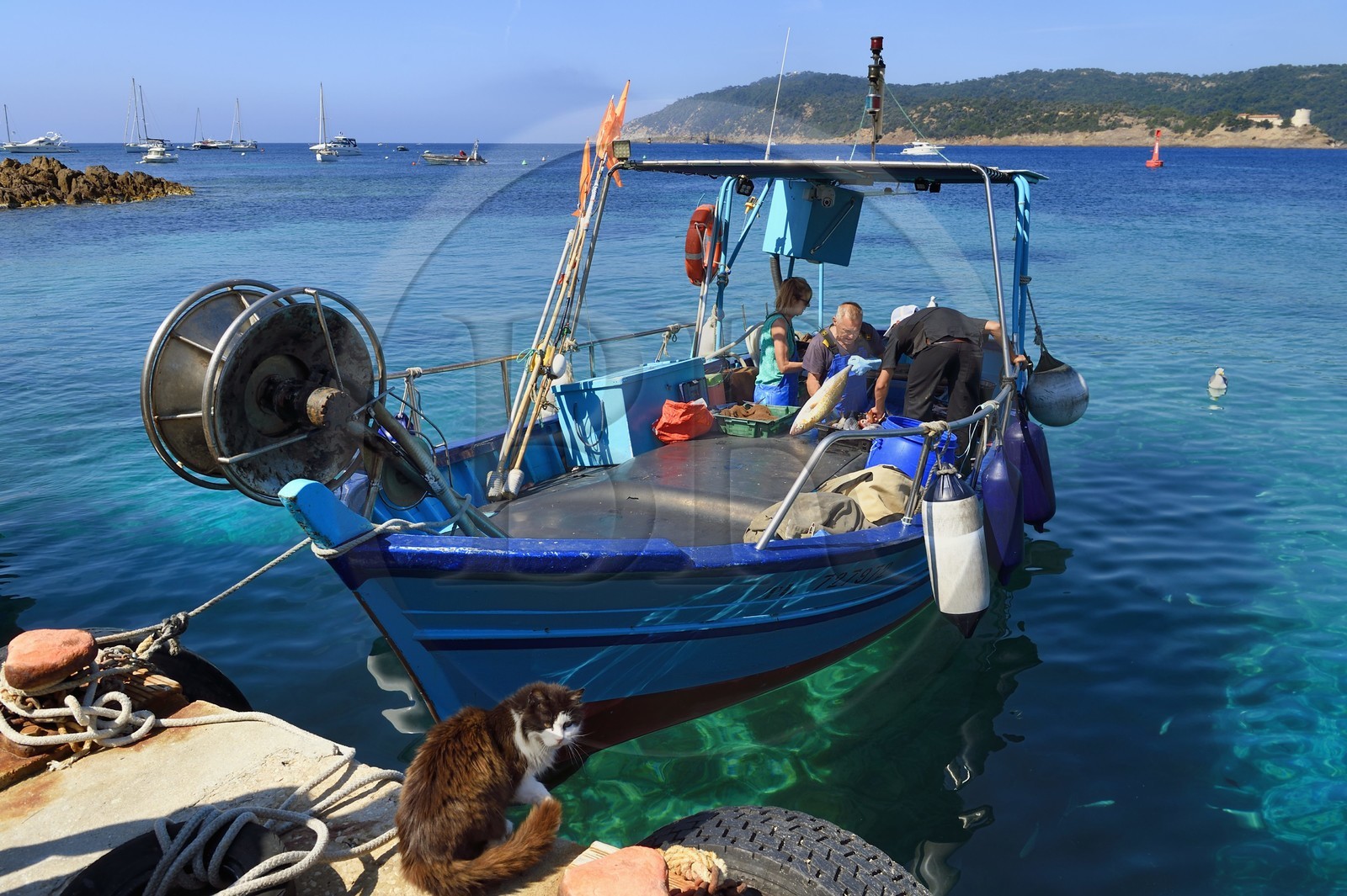 France, Var, Iles d'Hyeres, Parc national de Port Cros (National park of Port Cros), Le Levant island, Heliopolis naturist city, Christophe and Brigitte Chevallier, the only professional fishermen in Heliopolis, offer their fishing on their return to port