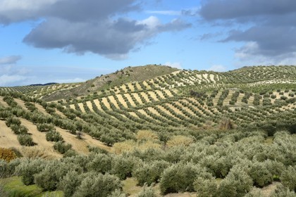 Spain, Andalusia, Jaén Province, olive groves south of Martos between Baena and Alcaudete