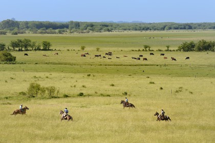 Argentina, Buenos Aires Province, San Antonio de Areco, estancia La Bamba de Areco, gauchos on horseback in the pampas