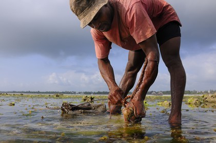 Tanzania, Zanzibar Archipelago, Unguja island (Zanzibar), southeast coast, Bwejuu, octopus fishing on the coral reef at low tide
