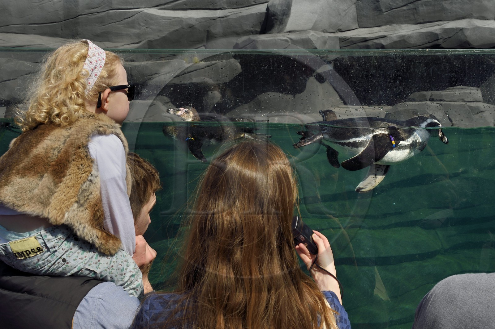 France, Paris (75), Le Parc zoologique de Paris (Zoo de Vincennes), Manchot de Humboldt (Spheniscus humboldti) dans le milieu côtier froid reconstitué par des enrochements entourant le bassin, la biozone Patagonie