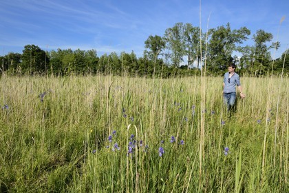 France, Bas Rhin, the Ried towards Herbsheim, the wet meadows