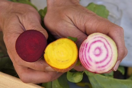 France, Alpes-Maritimes (06), Antibes, betterave rouge, jaune et blanche