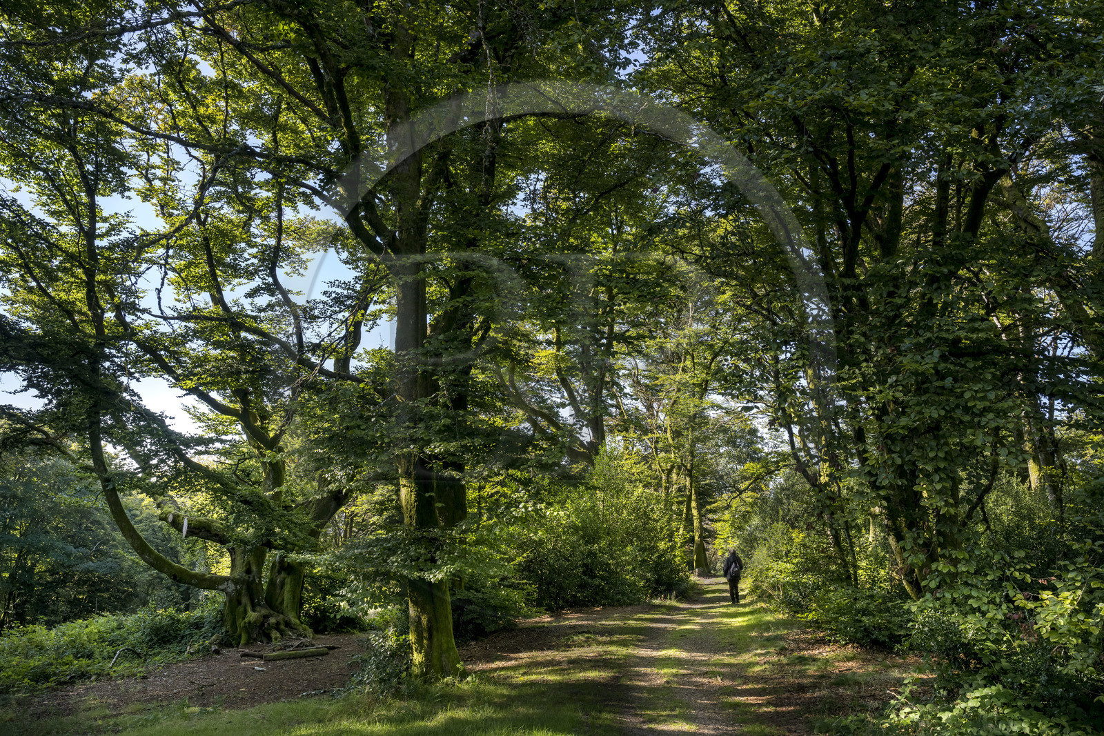 France, Saône-et-Loire (71), parc naturel régional du Morvan, Saint-Léger-sous-Beuvray, oppidum de Bibracte, capitale du peuple celte des Éduens, site archéologique sur le mont Beuvray, randonneurs dans la forêt au sommet du mont