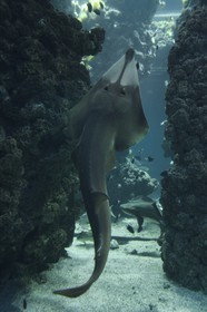 Principauté de Monaco, Monaco, le musée océanographique, aquarium du Lagon au Requins