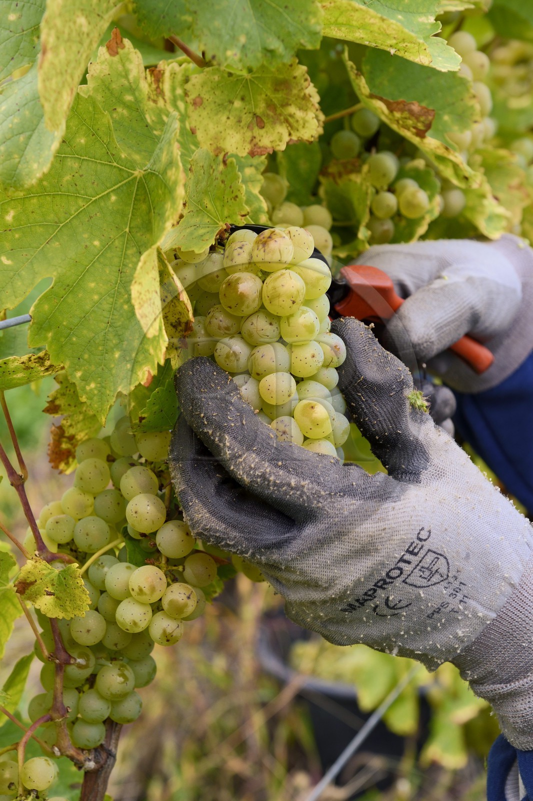 France, Bas-Rhin (67), Route des Vins d'Alsace, Mittelbergheim, labellisé Les Plus Beaux Villages de France, vendanges manuelles de sylvaner au domaine Wittmann
