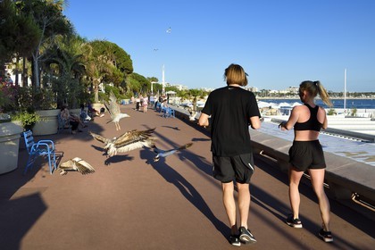 France, Alpes-Maritimes (06), Cannes, joggeurs et goélands sur la Croisette