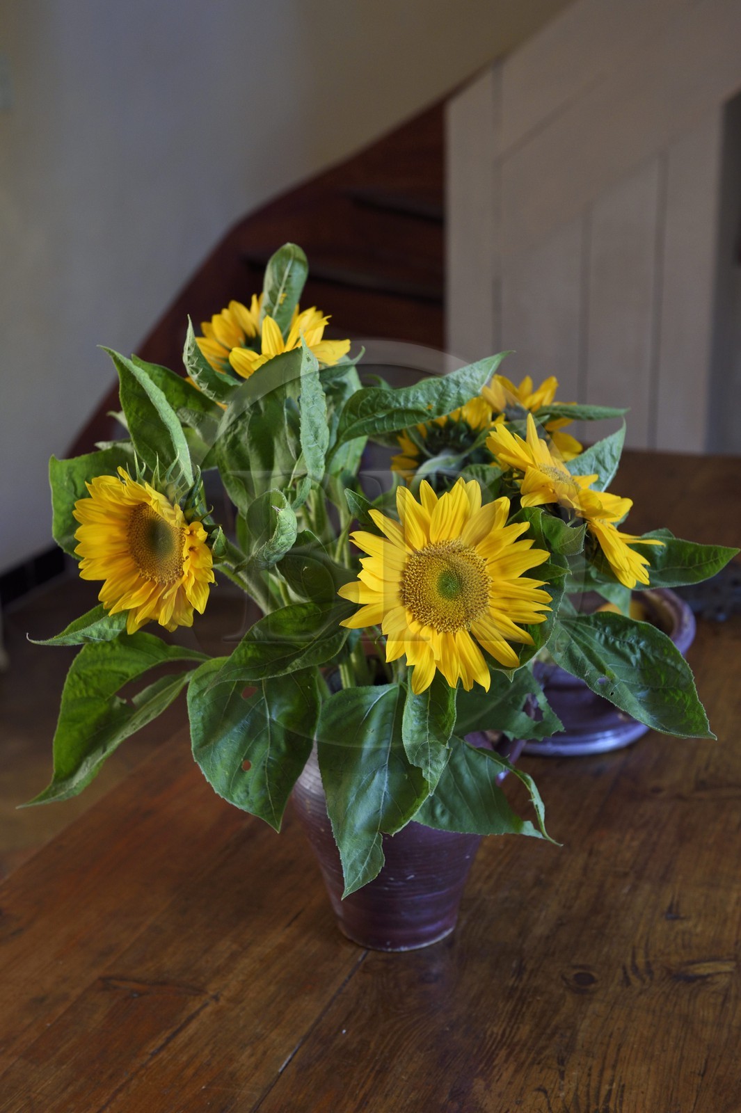 France, Var (83), Hyères, maison d'Hôtes La Bastide du Plantier, bouquet de tournesol