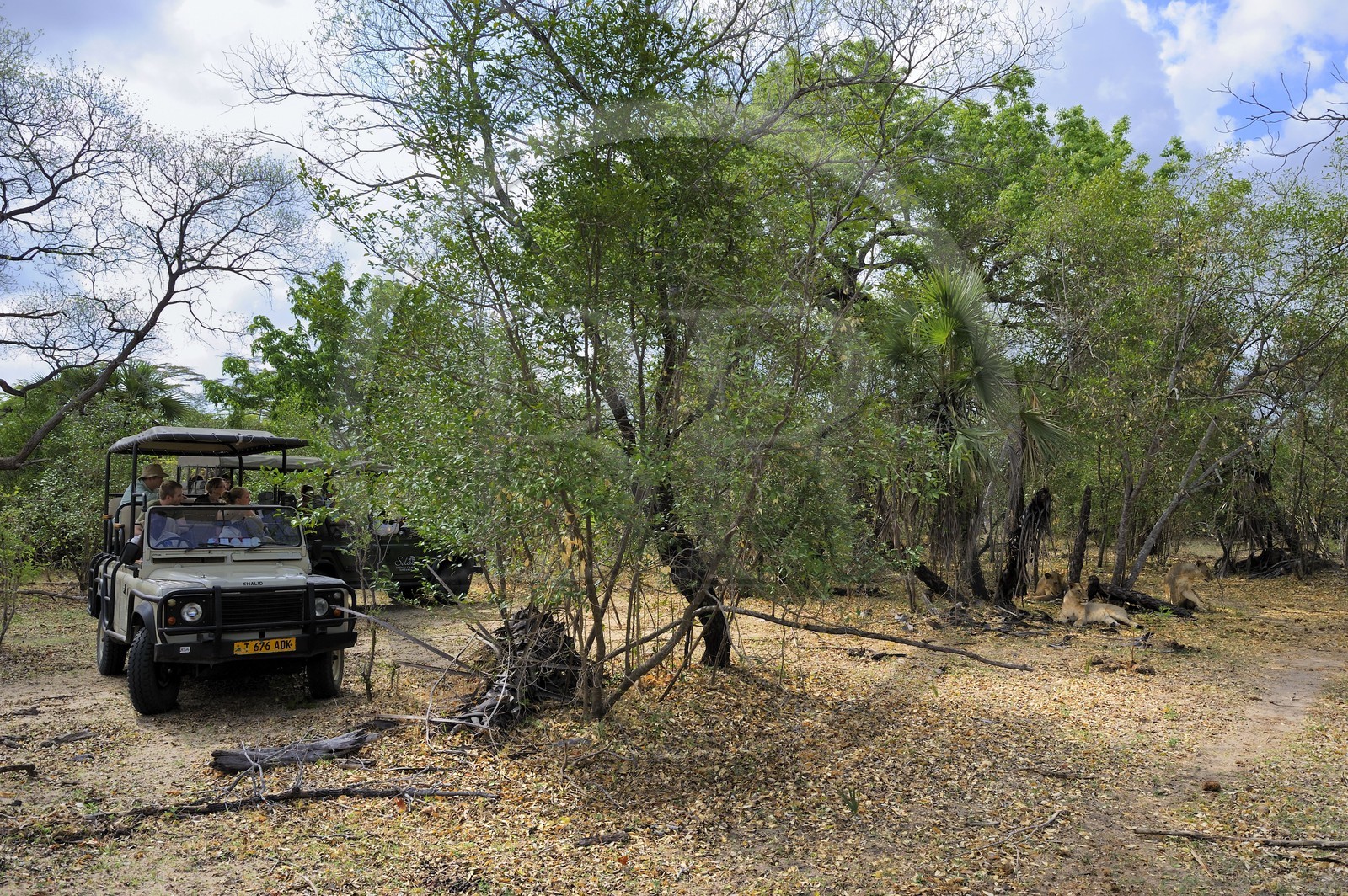 Tanzanie, Reserve de gibier de Selous une des plus grandes zones protégées au monde et inscrite sur la liste du patrimoine mondial de l’Unesco depuis 1982, observation de lions (Panthera leo) depuis le 4x4