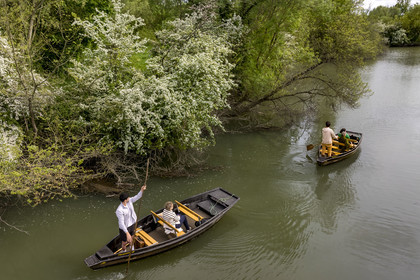 France, Vendée (85), Parc Interrégional du Marais Poitevin labellisé Grand Site de France, Maillezais, un batelier armé de sa pigouille (perche en bois) pousse sa barque sur les affluents de l'Autise (vue aérienne)