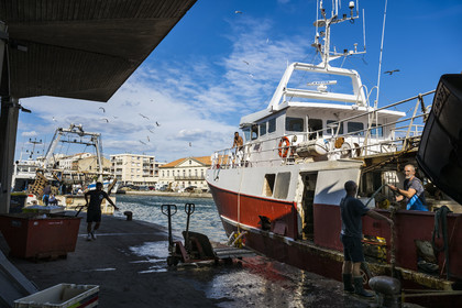 France, Herault, Sete, Fishing port, return of the trawlers to the quay and unloading of the catch with its procession of seagulls